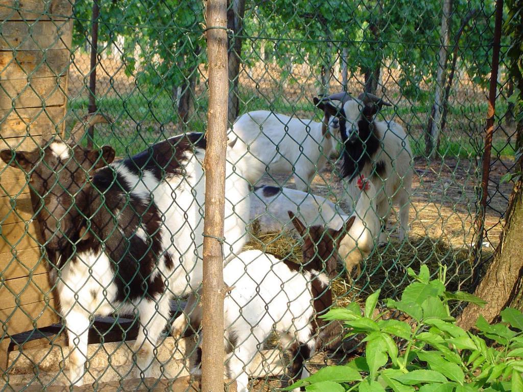 Maser Sant'Andrea Agriturismo Con Cantina Martignago Vignaioli Asolo Prosecco Docg Wines מראה חיצוני תמונה