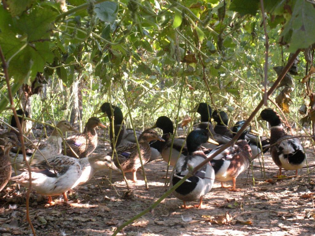 Maser Sant'Andrea Agriturismo Con Cantina Martignago Vignaioli Asolo Prosecco Docg Wines מראה חיצוני תמונה