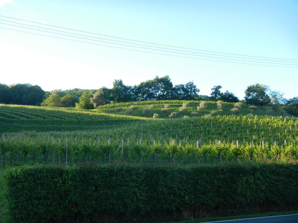 Maser Sant'Andrea Agriturismo Con Cantina Martignago Vignaioli Asolo Prosecco Docg Wines מראה חיצוני תמונה